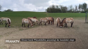 Divocí koně Převalského pocestují do kazašské stepi