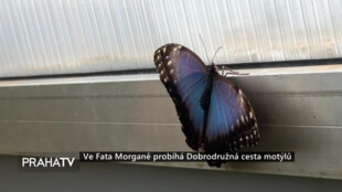Ve Fata Morganě probíhá Dobrodružná cesta motýlů