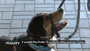 V soutěži Pes Prahy 10 zvítězila šeltie jménem Dylan