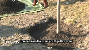 Praha 3 zasadila strom pro Olgu Havlovou