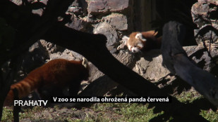 V zoo se narodila ohrožená panda červená