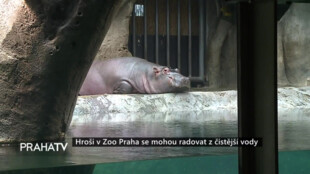 Hroši v Zoo Praha se mohou radovat z čistější vody