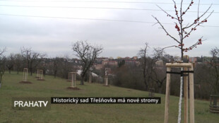 Historický sad Třešňovka má nové stromy