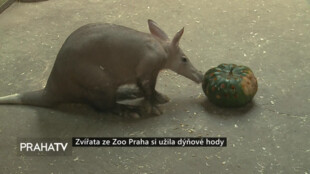 Zvířata ze Zoo Praha si užila dýňové hody
