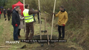 V Praze 13 bylo vysázeno 21 nových stromů