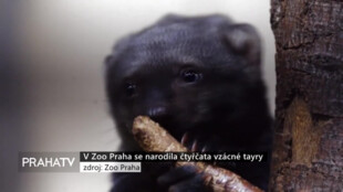 V Zoo Praha se narodila čtyřčata vzácné tayry