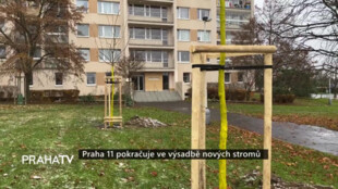 Praha 11 pokračuje ve výsadbě nových stromů
