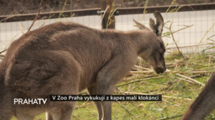 V Zoo Praha vykukují z kapes malí klokánci