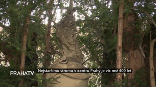 Nejstaršímu stromu v centru Prahy je víc než 400 let