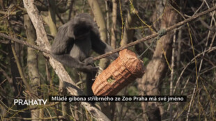Mládě gibona stříbrného ze Zoo Praha má své jméno