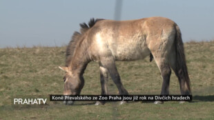 Koně Převalského ze Zoo Praha jsou již rok na Dívčích hradech