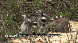 Zoo opět zpřístupnila veřejnosti Ostrov lemurů