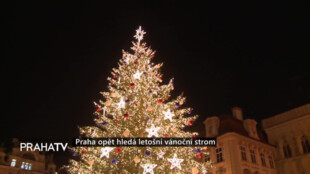 Praha opět hledá letošní vánoční strom