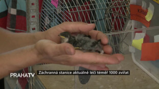 Záchranná stanice aktuálně léčí téměř 1000 zvířat