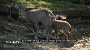 Zoo Praha chová unikátní mládě gorala sečuánského