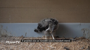 V pražské zoo se narodili vzácní kondoři menší