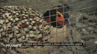 Pražská zoo slaví úspěch v chovu ohroženého satyra