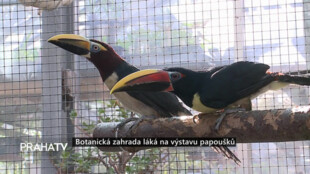 Botanická zahrada láká na výstavu papoušků