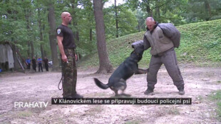 V Klánovickém lese se připravují budoucí policejní psi