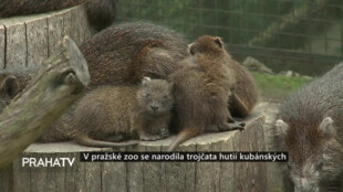 V pražské zoo se narodila trojčata hutií kubánských