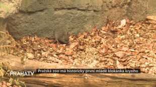 Pražská zoo má historicky první mládě klokánka krysího