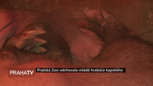 Pražská Zoo odchovala mládě hrabáče kapského