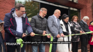 Pražské gorily už dovádějí v novém pavilonu