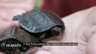 V Zoo Praha přibyla čtyři mláďata želvy záhadné