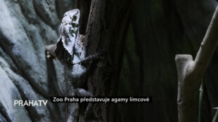 Zoo Praha představuje agamy límcové