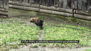 V Zoo Praha se zabydluje nová samice psa pralesního