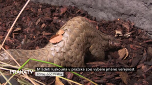 Mláděti luskouna v pražské zoo vybere jméno veřejnost