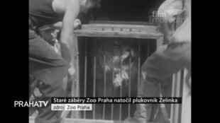 Staré záběry Zoo Praha natočil plukovník Zelinka