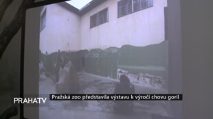 Pražská zoo představila výstavu k výročí chovu goril