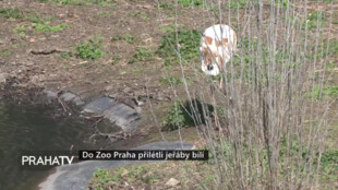 Do Zoo Praha přilétli jeřábi bílí