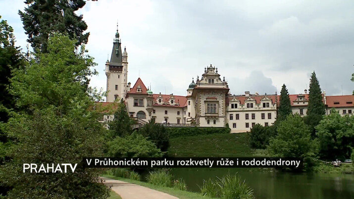 Roses and rhododendrons blooming in Průhonicky Park PRAHA |  News