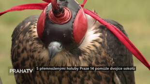 S přemnoženými holuby Praze 14 pomůže dvojice sokolů