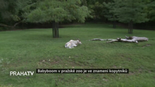 Babyboom v pražské zoo je ve znamení kopytníků
