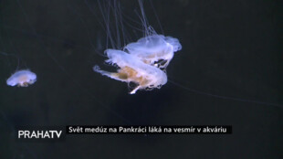 Svět medúz na Pankráci láká na vesmír v akváriu