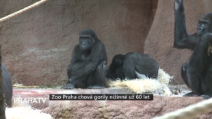Zoo Praha chová gorily nížinné už 60 let