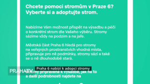 Praha 6 nabízí k adopci stromy