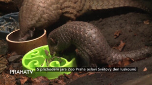 S příchodem jara Zoo Praha oslaví Světový den luskounů