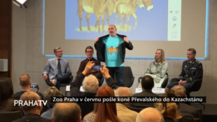 Zoo Praha v červnu pošle koně Převalského do Kazachstánu