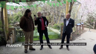 Zoo Praha jako jediná na světě chová morčáky paranské