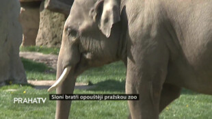 Sloní bratři opouštějí pražskou zoo