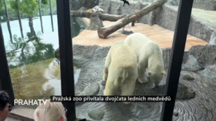 Pražská zoo přivítala dvojčata ledních medvědů