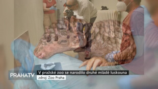 V pražské zoo se narodilo druhé mládě luskouna