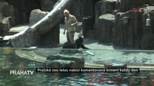 Pražská zoo letos nabízí komentovaná krmení každý den