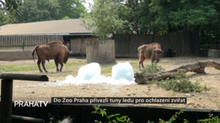 Do Zoo Praha přivezli tuny ledu pro ochlazení zvířat