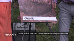 Druhé mládě luskouna ze Zoo Praha dostalo jméno Connie