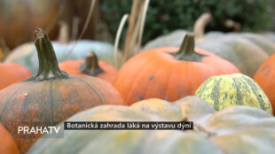 Botanická zahrada láká na výstavu dýní